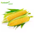 Hybrid indian yellow sweet corn sweet corn seeds